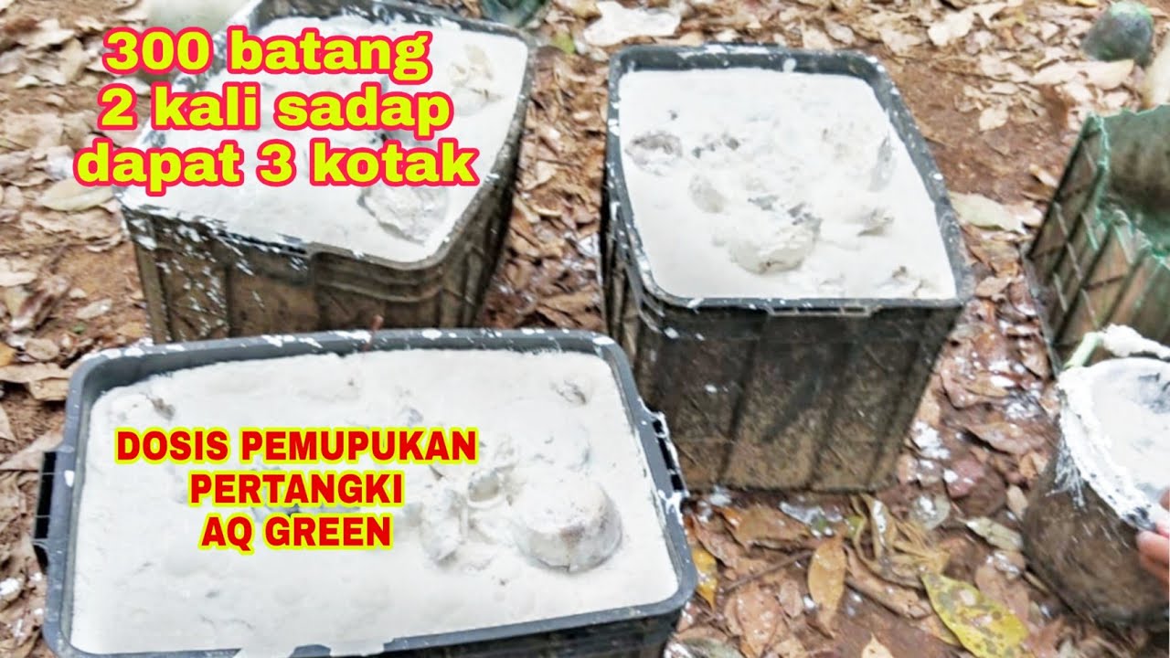 Dosis pemupukan AQ GREEN per-tengki untuk tanaman karet‼️ Getah karet kaya air terjun