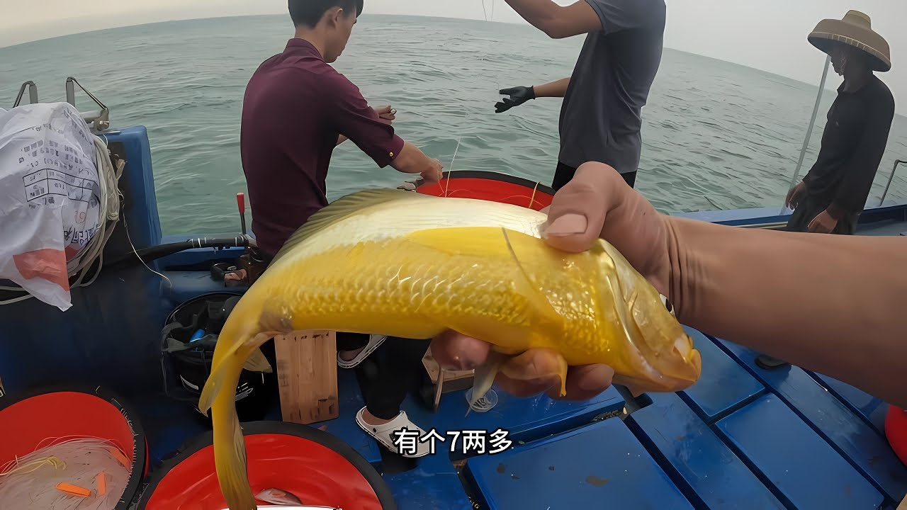 下2000枚排钩抓黄花鱼，一筐就连上好几条，还有很多水鼓鱼#赶海
