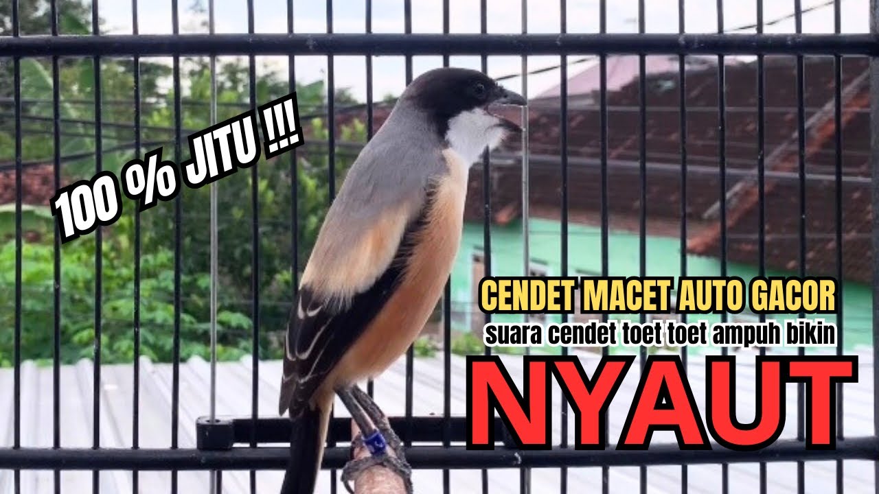 burung cendet gacor MATERI JITU buat PANCINGAN CENDET AGAR BUNYI bikin BURUNG PENTET GACOR EMOSI