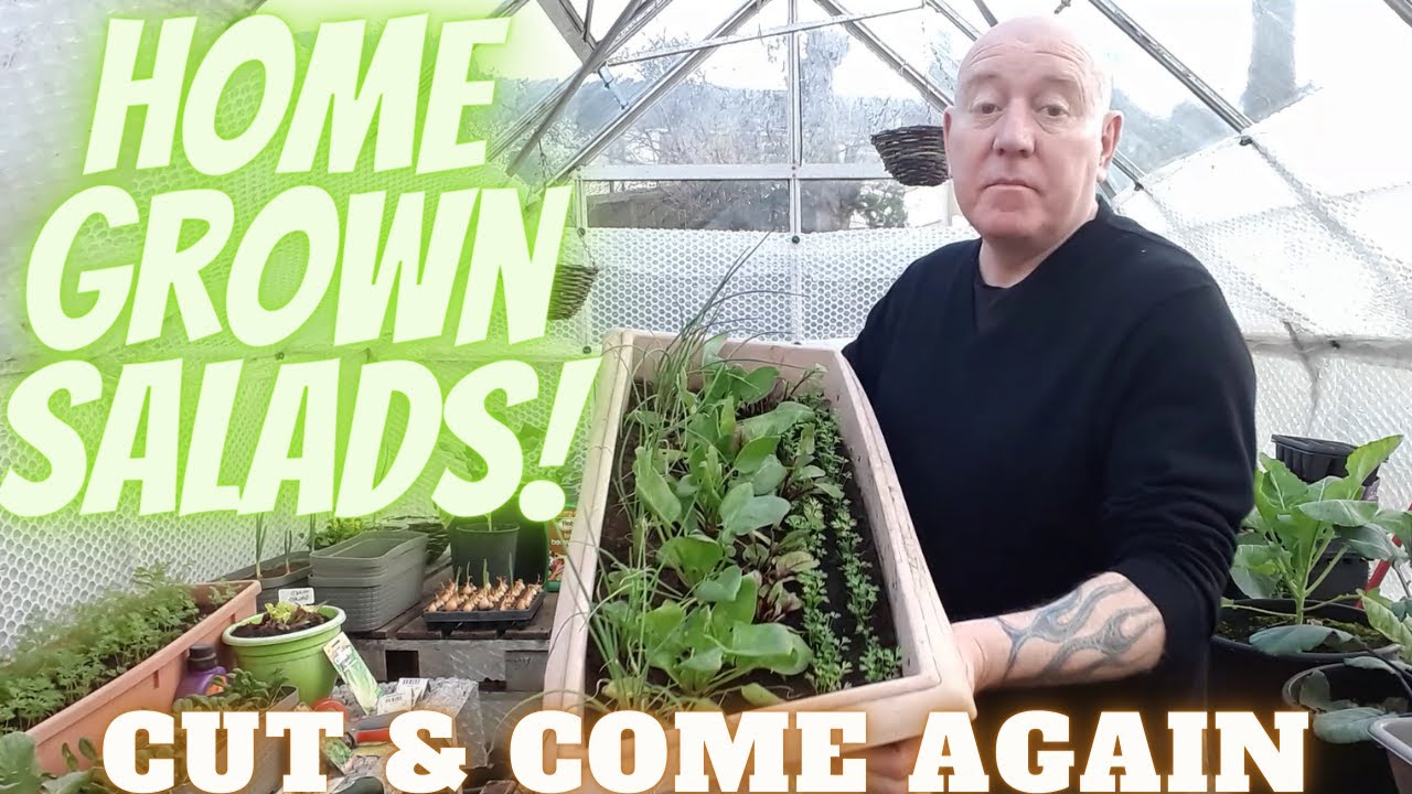 Grow Salads At Home [Gardening Allotment UK] [Grow Vegetables At Home ]