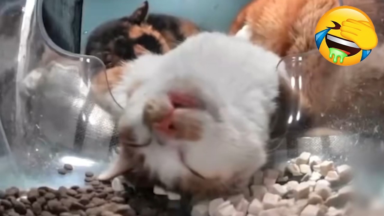 New Funniest Cats Videos 2025😼Try Not To Laugh😜   Daily Serving of Internet Cats Part 15