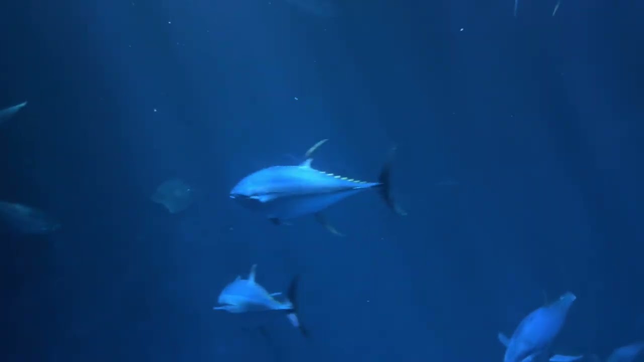 Monterey Bay Aquarium, Monterey California 