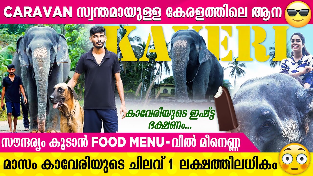 Ice Cream പ്രേമിയായ കാവേരി ആനയും സുഹൃത്തുക്കളായ നായക്കൂട്ടവും | Kaveri Elephant