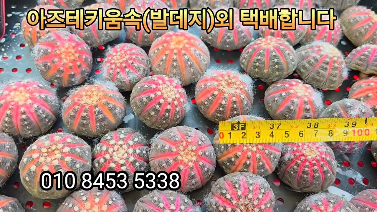 택배합니다 주문주세요 010 8453 5338 