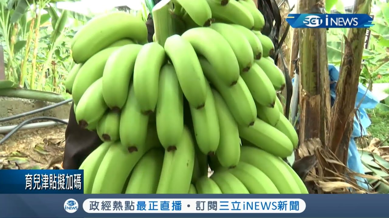 台灣香蕉盛產日本小學營養午餐現蹤！ LV等級台灣蕉