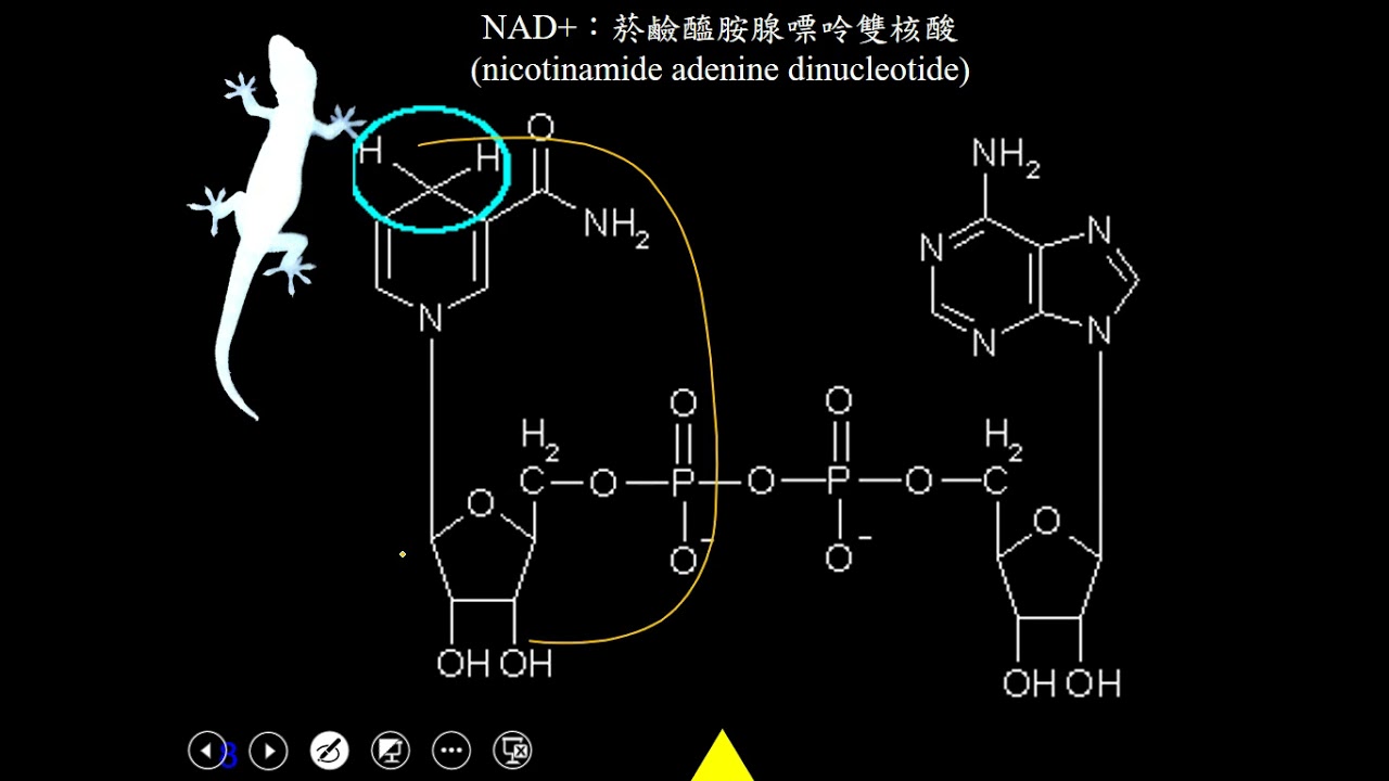 11001選修生物一ch2 2 02糖解作用與發酵作用一恭
