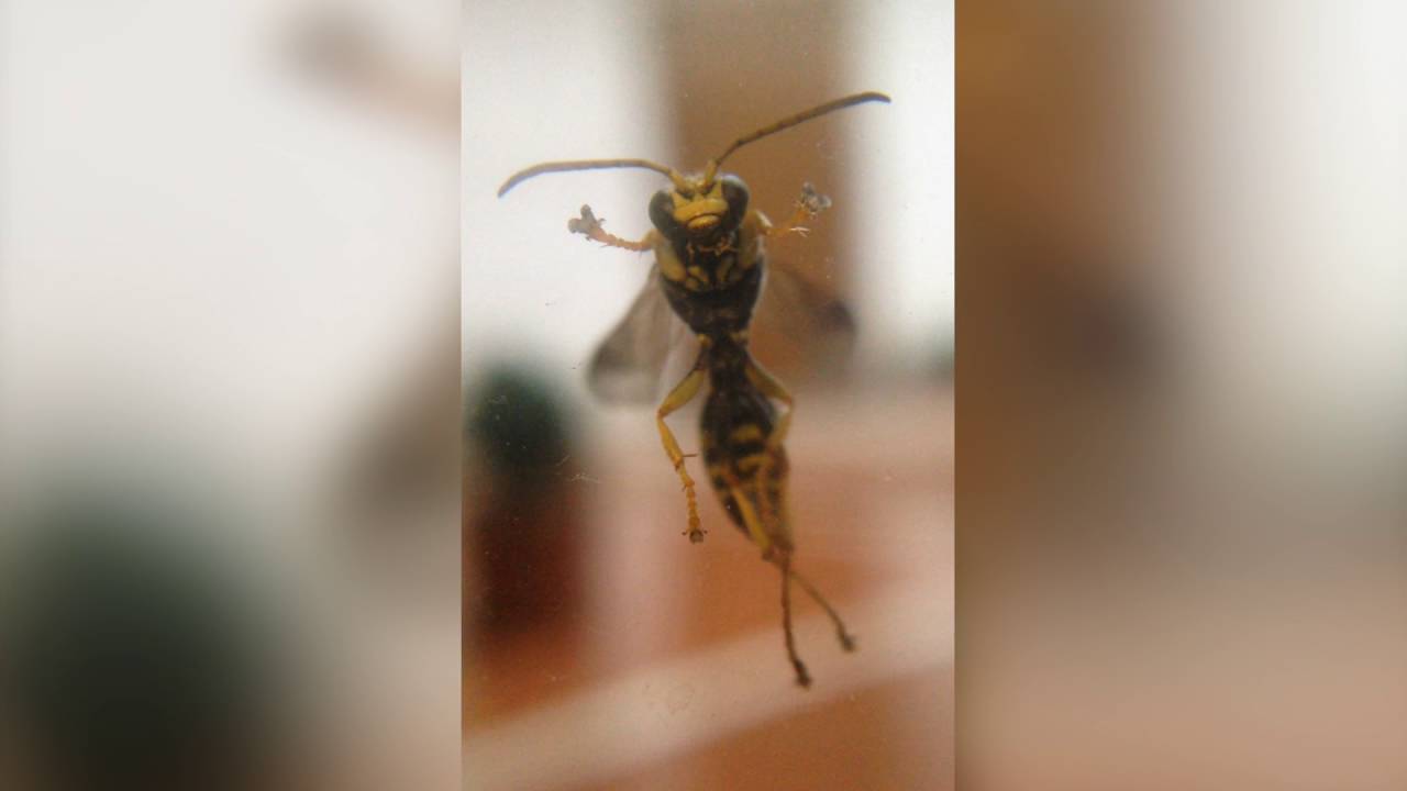 Wasp Dance