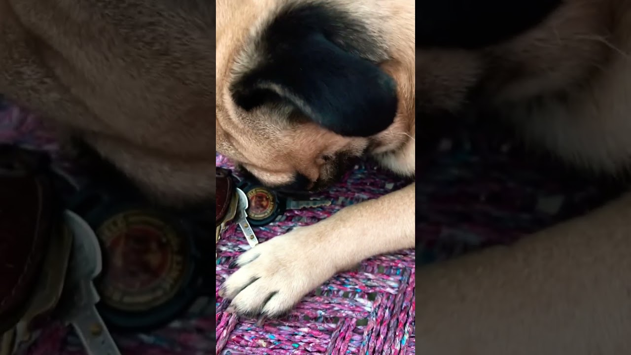 Oscar चला स्कूटी लेकर 😂❤️