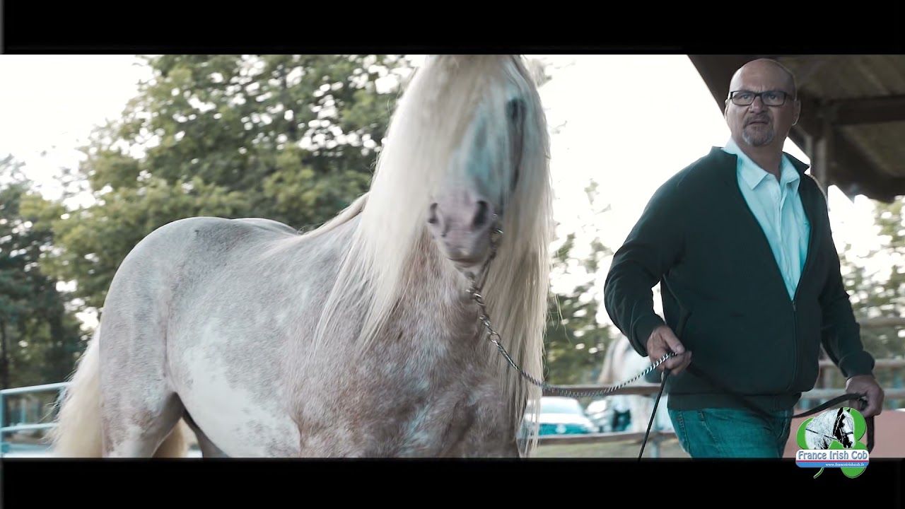 L'IRISH COB en France - France Irish-Cob