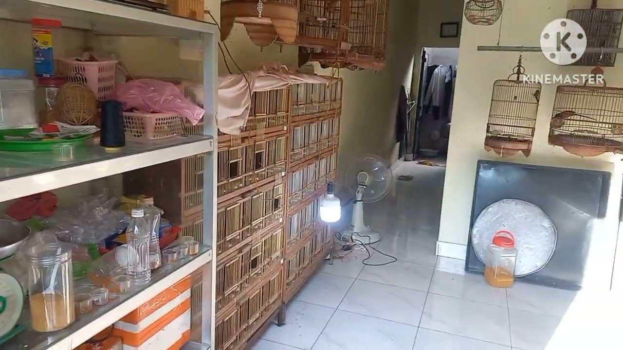 Bẫy Chim Khai Lụp Đầu Năm, bắt được 1 E Sâu Đầu Đỏ Đột Biến Lông Màu Trắng.