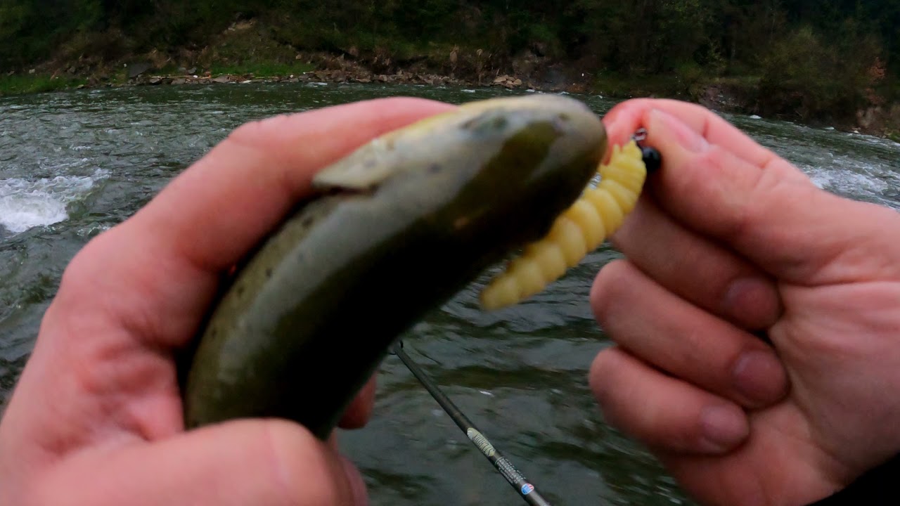 Wiosenne pstrągi, wreszcie można połowić - Spring Brown Trout in river Poprad