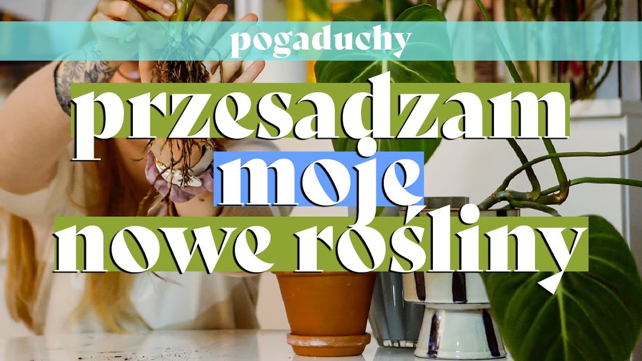 💰Przesadzan moje nowe rośliny i próbuję ratować starca! Philodendrony ❤️