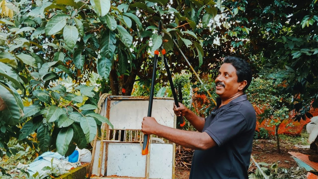 റമ്പൂട്ടാൻ ചെടിയുടെ  പ്രൂണിങ്ങ്  # How to pruning.....