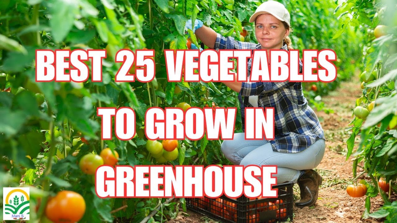25 Best Vegetables to Grow in a Greenhouse for Year-Round Harvests!