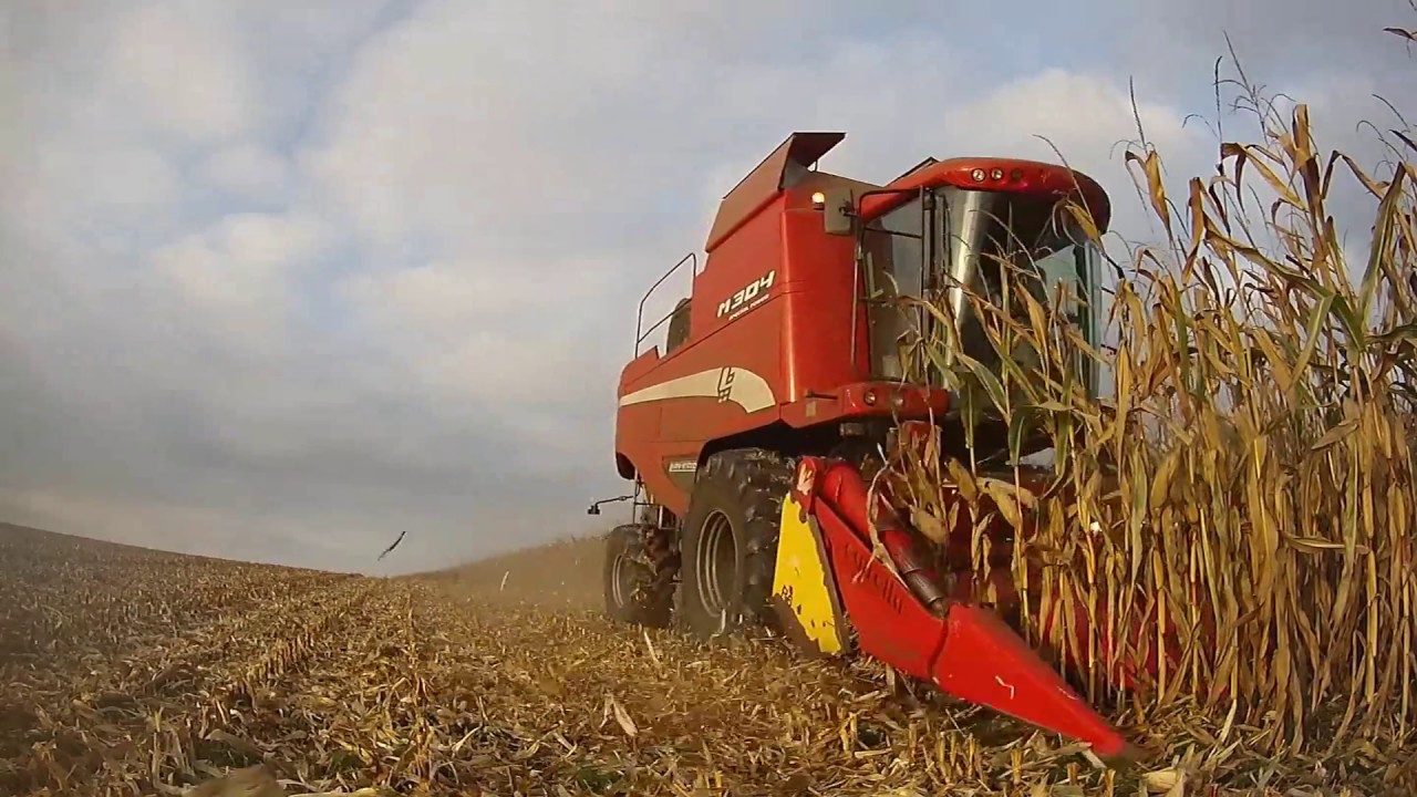 Battage de Maïs 2016 | Laverda M304 & coupe capello, 100% New holland
