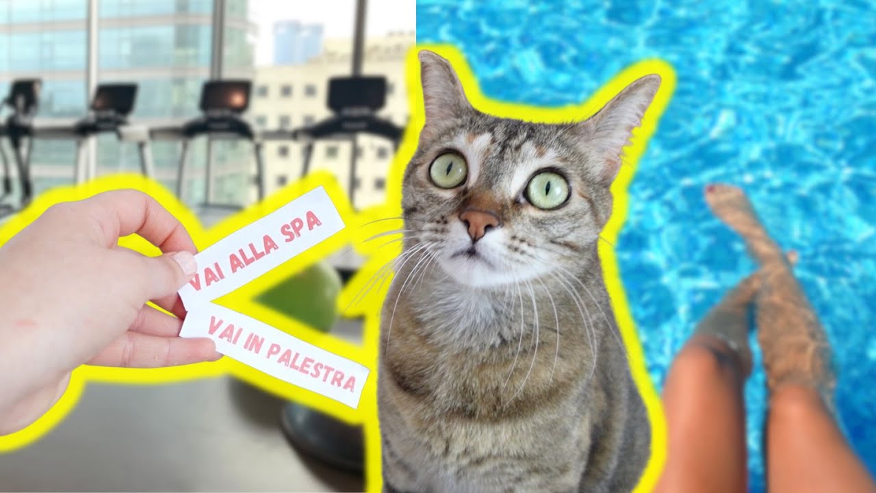 I MIEI GATTI SCELGONO LA MIA GIORNATA PER 24 ORE!