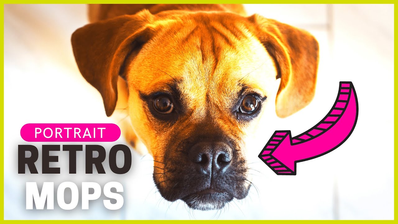RETRO MOPS | Die gesunde Alterantive zum 