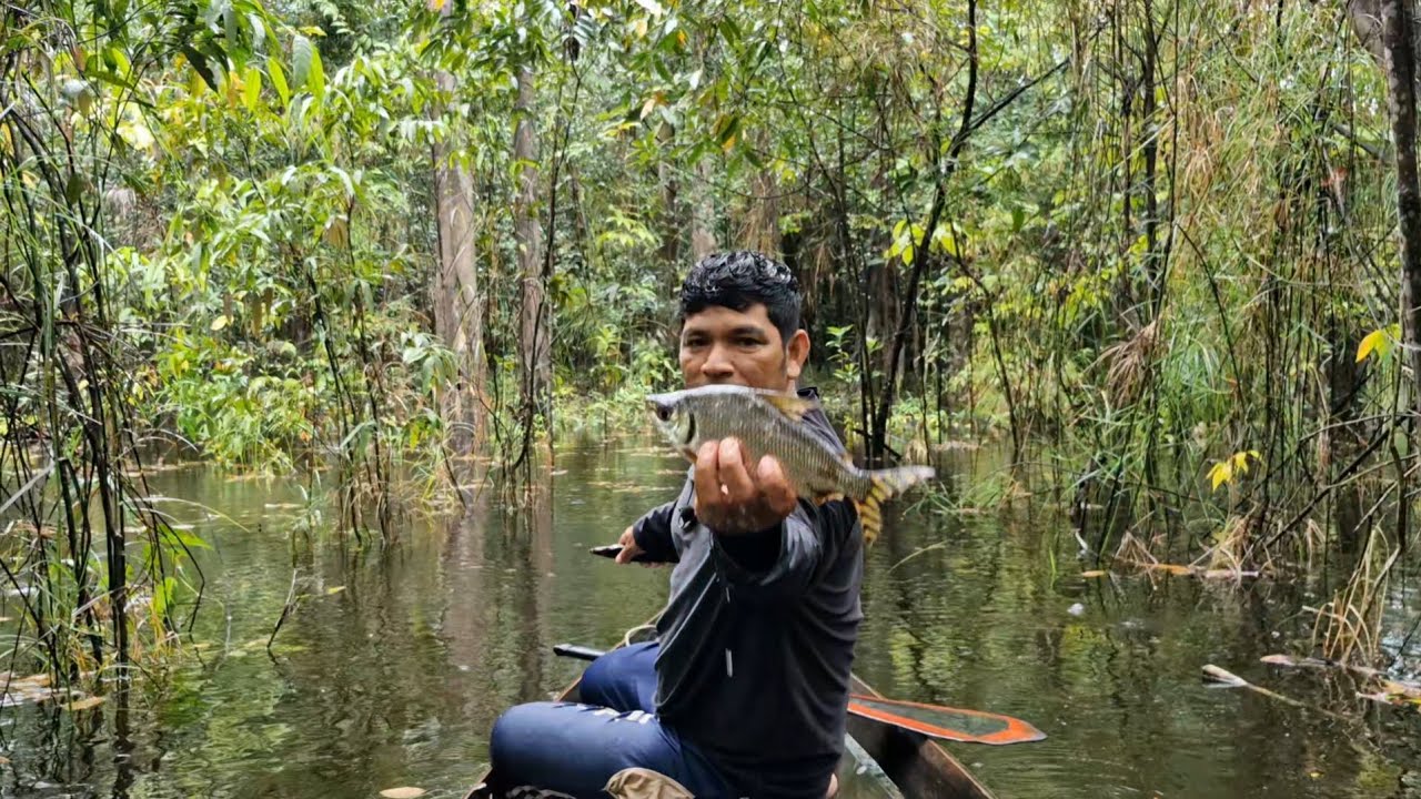 Pescaria de malhadeira no igap&oacute; pego jaraqui cara baru piranha preta no Amazonas 