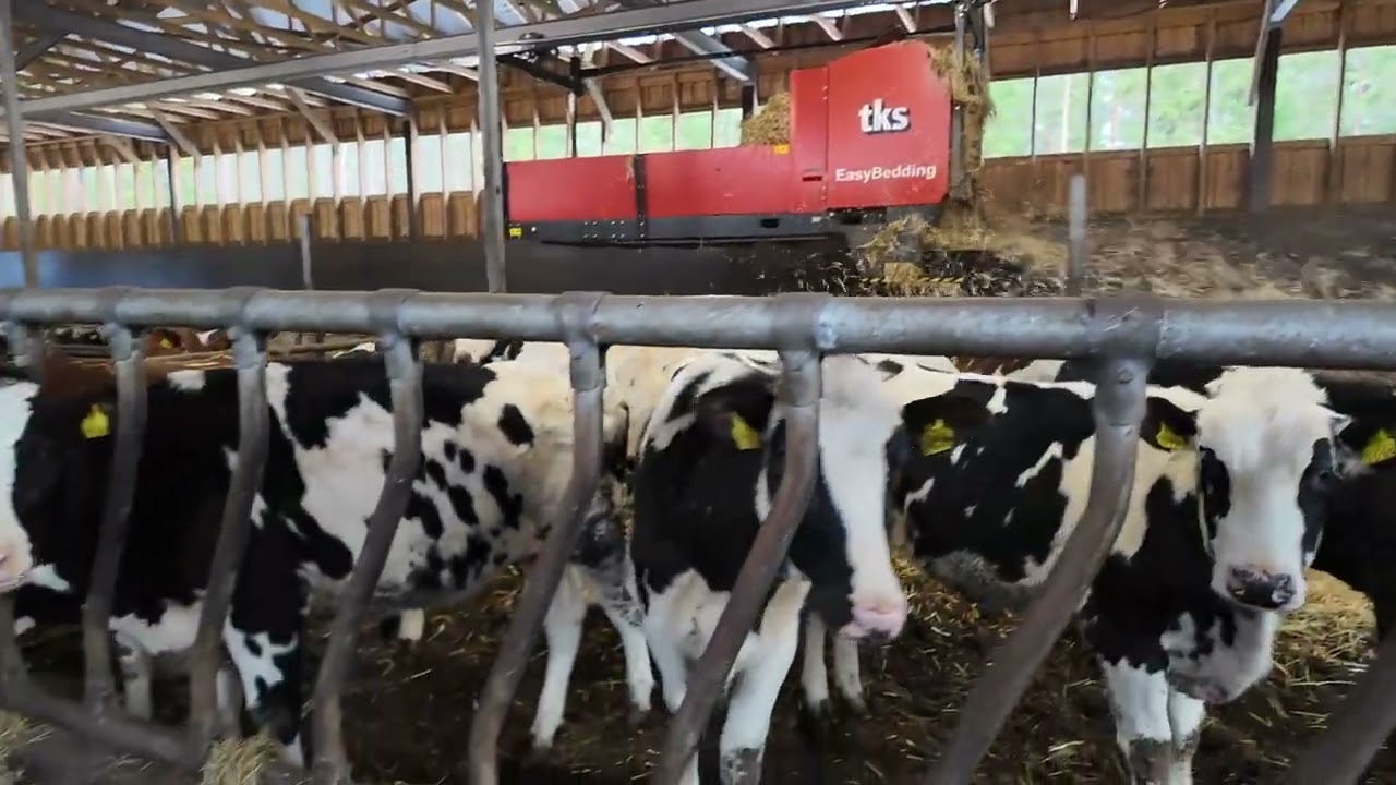 KMVET: TKS Agrin Easybedding -kuivituskone on toimiva ratkaisu Stenmarkin hiehonavetaan