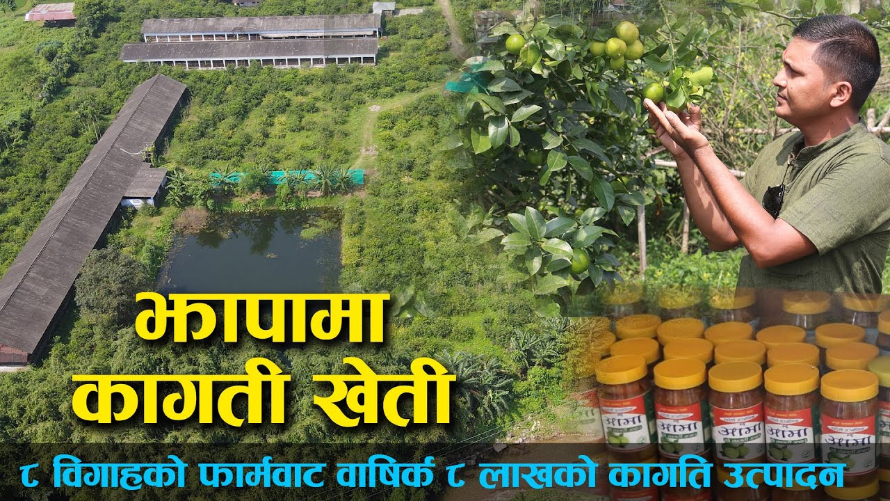 कृषि क्रान्तीमा झापाको मोर्डन एग्रिकल्चल II Lemon Farming in Nepal II Technical Media Network