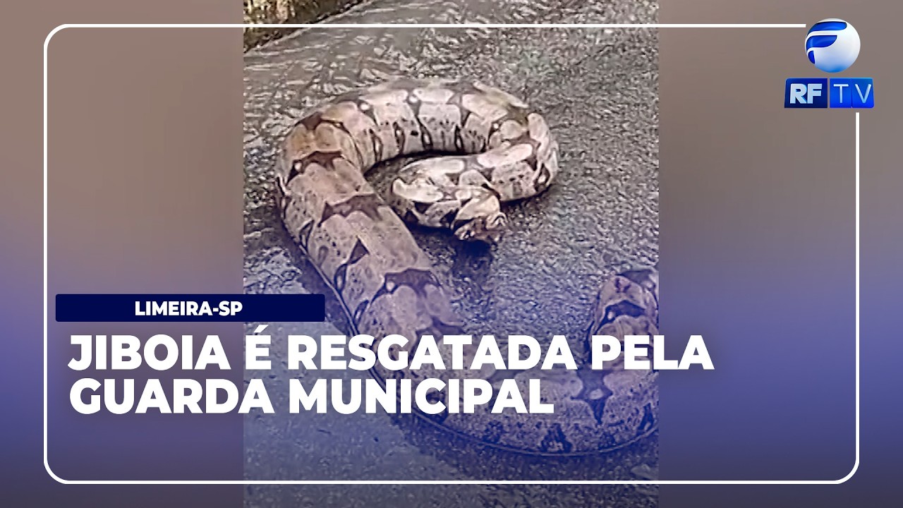 Tá no Ar Campinas - Jiboia é resgatada às margens do Anel Viário em Limeira
