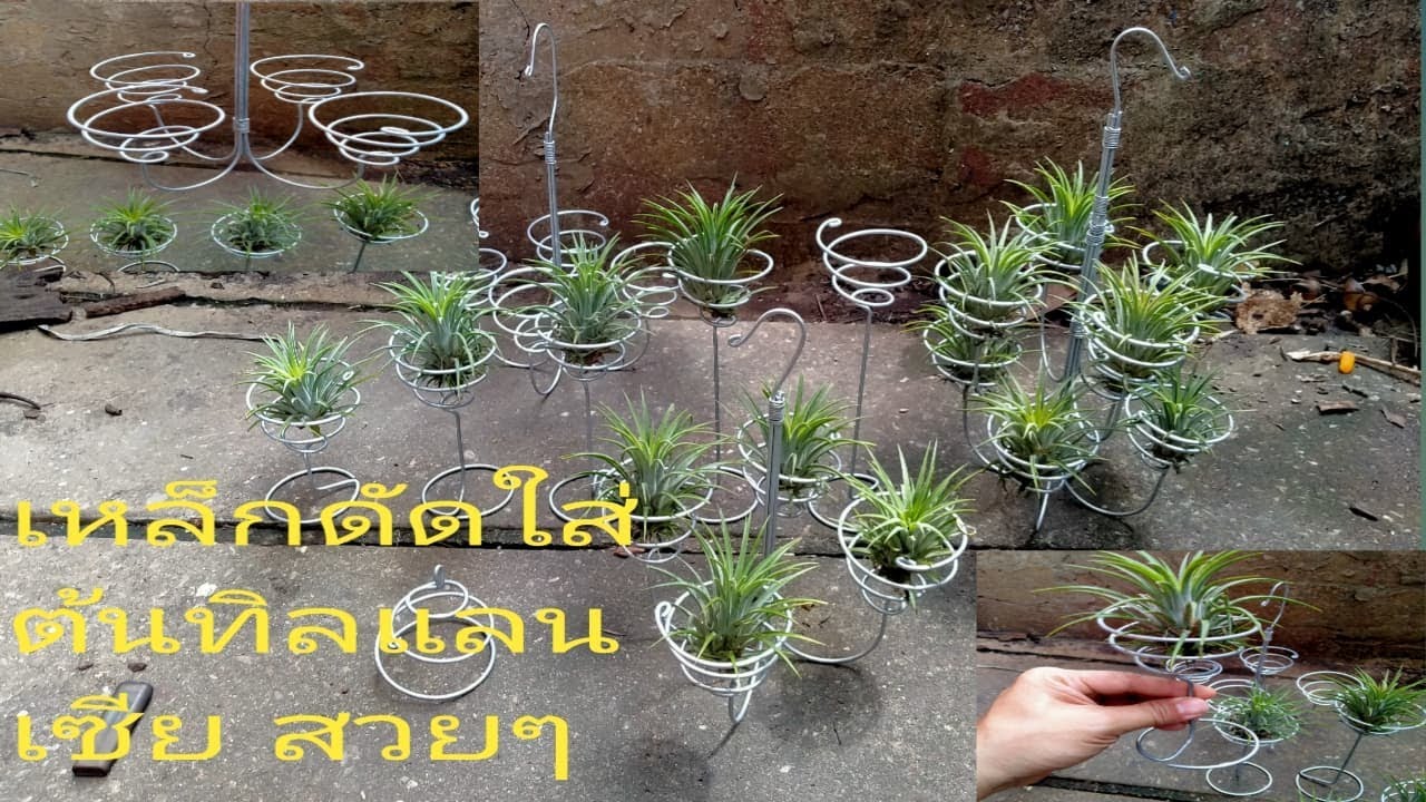 DIYทำตะกร้าเหล็กดัดแขวนต้นทิลแลนเซียมีหลายแบบสวยๆๆๆๆ