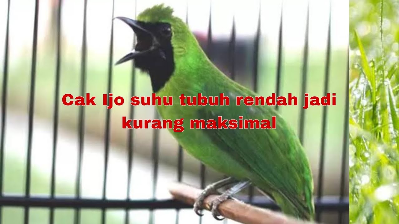 Cak ijo suhu tubuh rendah‼️lakukan ini❓