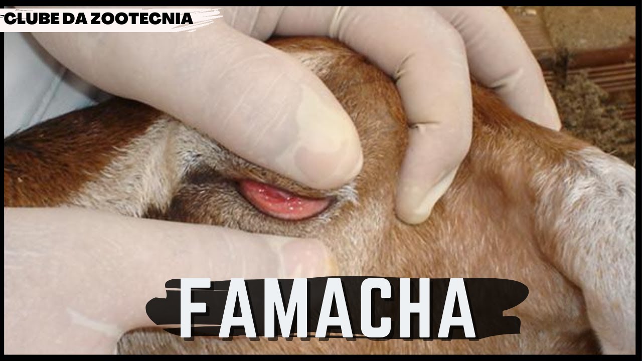 Conheça o MÉTODO FAMACHA