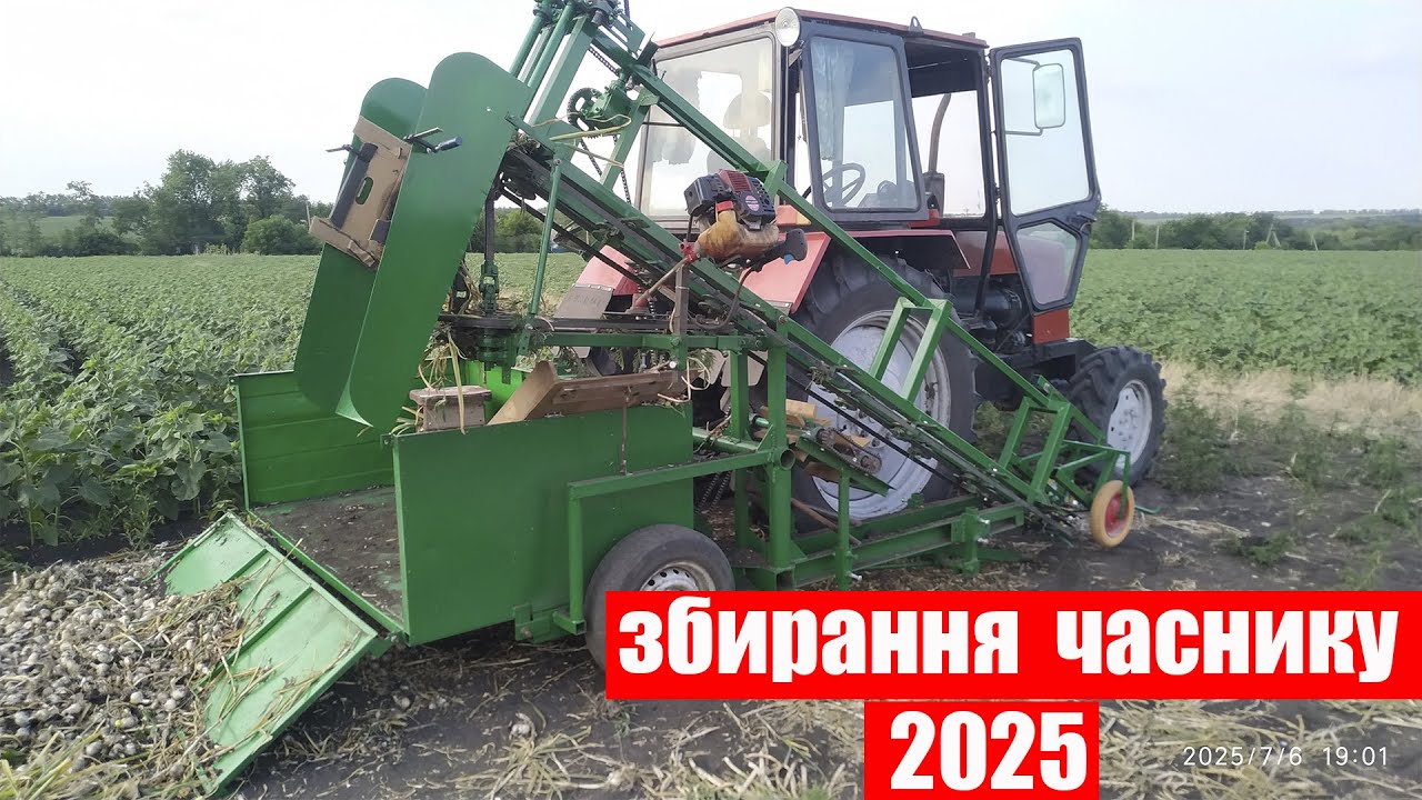 Збирання часнику комбайном🧄🧄🧄🚜🚜🚜