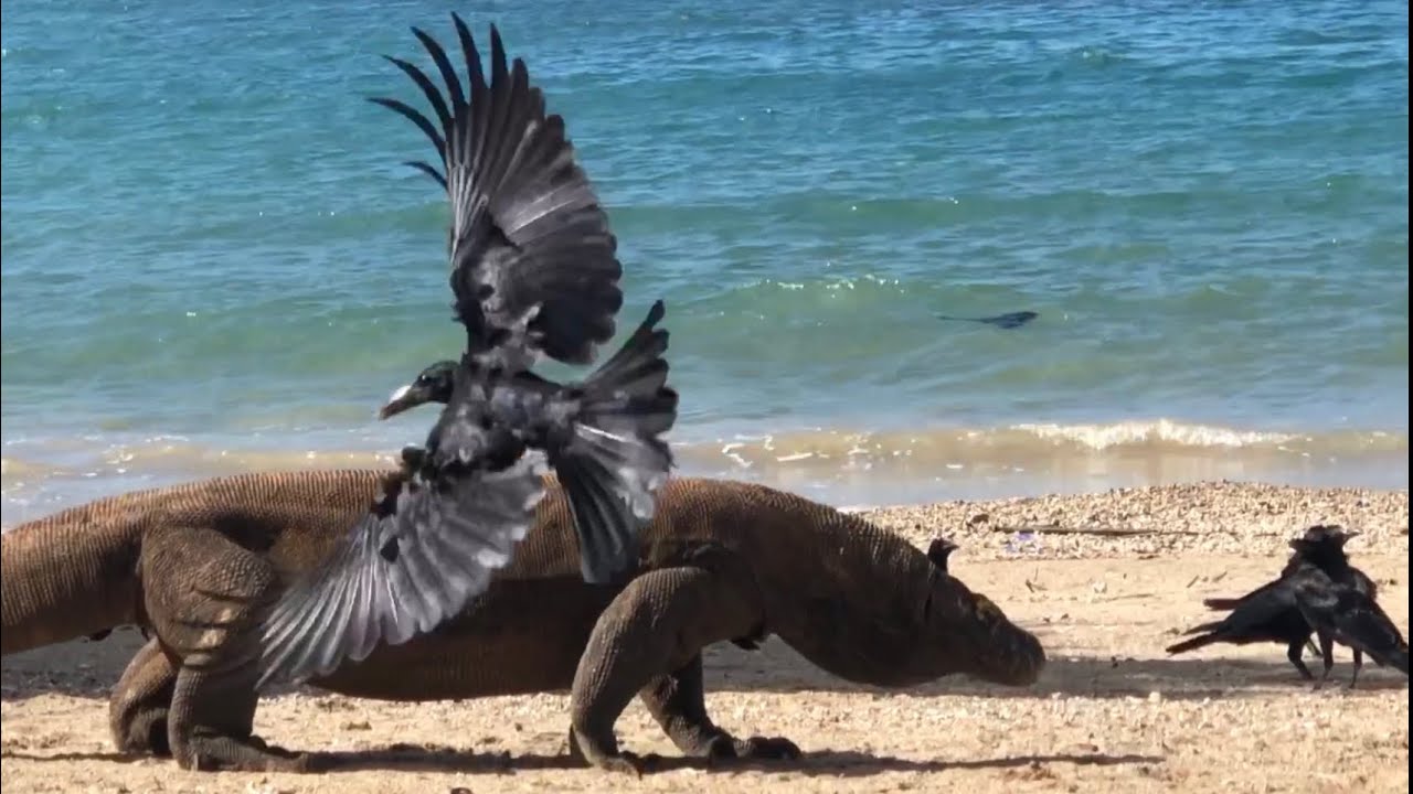 Komodo is good at catching Crows extraordinary (eating crow)