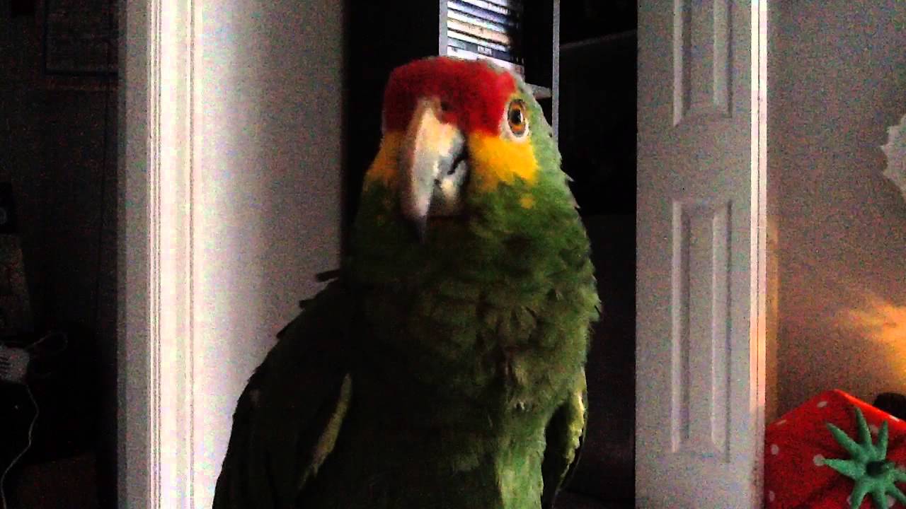 Red lored Amazon talking her own language!