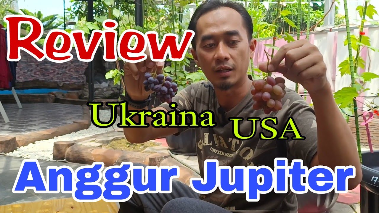 Review Anggur Jupiter