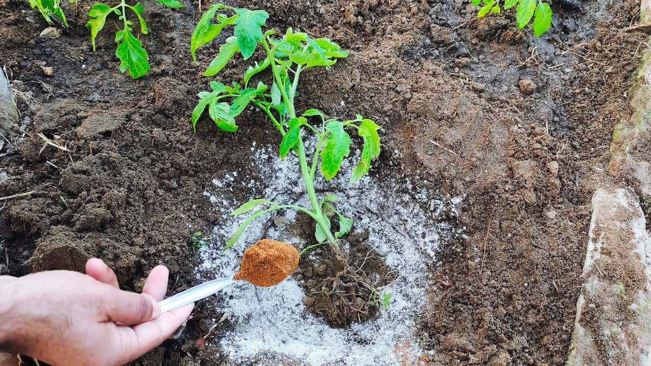 The Secret to Growing Huge Tomatoes at Home!