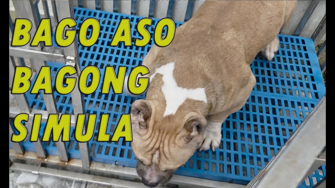 NEW BULLY DOG NEW BEGINNING