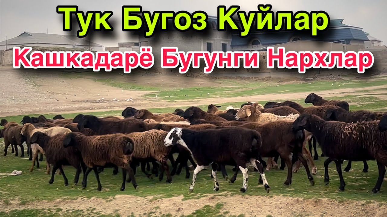 Нархлар Ер Булди! ☎️+998 992562693