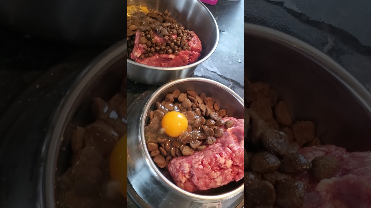 Raw Feeding my Presa Canario and Frenchies