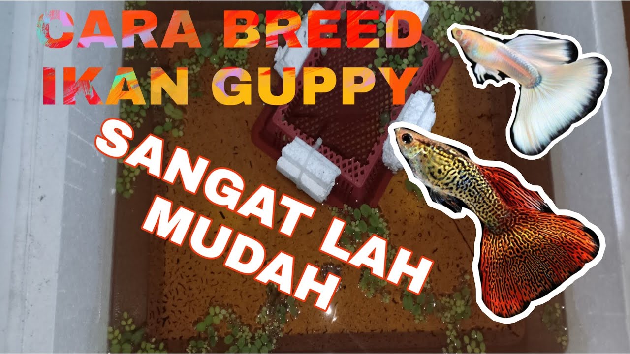 Cara breed ikan guppy sangat mudah.90% berjaya