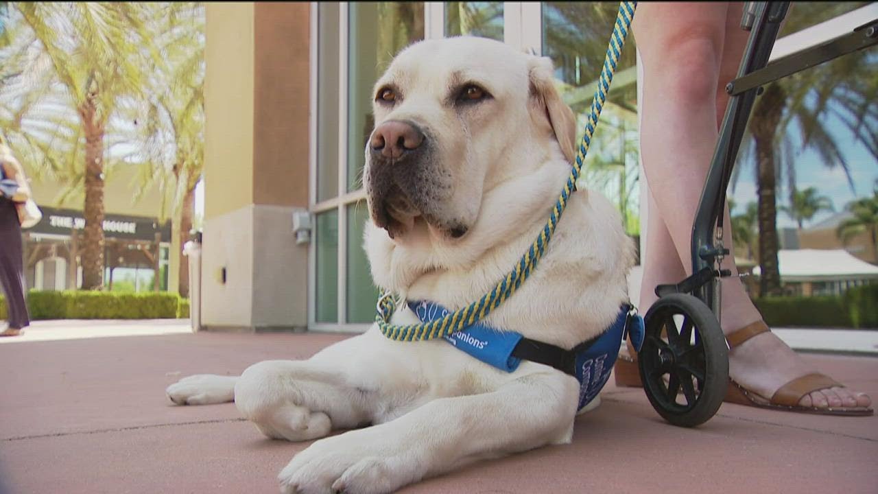 Graduation day for Canine Companions of Southern California on Friday