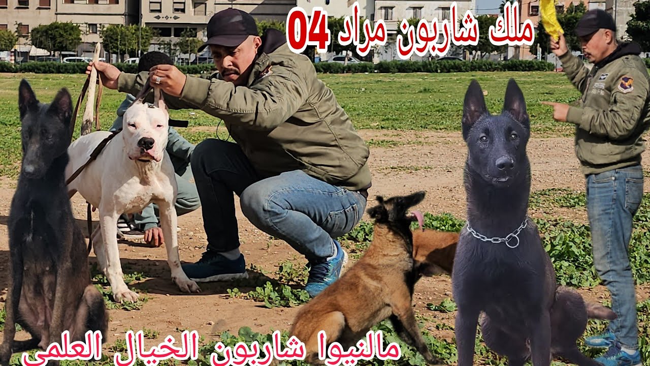 مباشرة وحصريا من قلب سوق القريعة بالدار البيضاء 🇲🇦🇲🇦 15/1/2026مع مولوع وبطل الابطال ملك شاربون مراد 