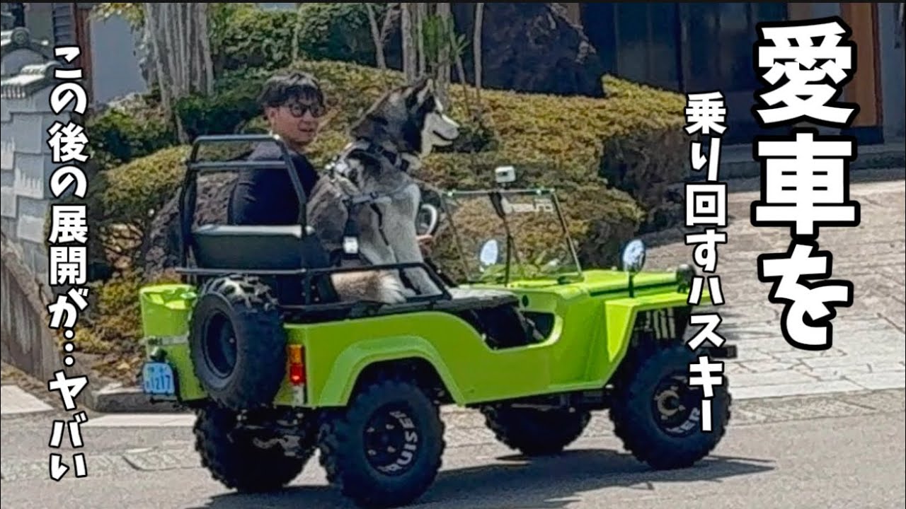 【犬用Jeep】愛車を乗り回すハスキーと横取りする柴犬がヤバすぎました…