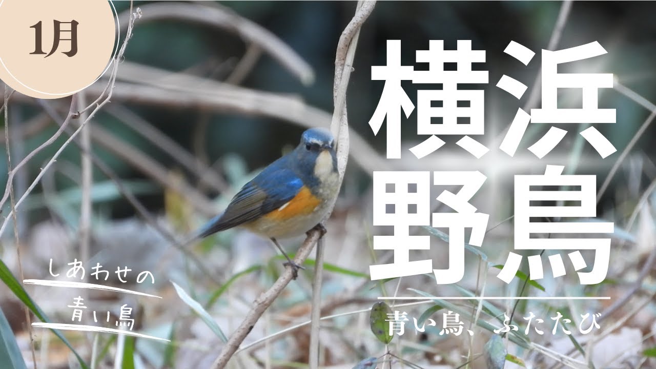 【横浜】また会えたね！幸せの青い鳥ルリビタキと冬の野鳥たち【こども自然公園】