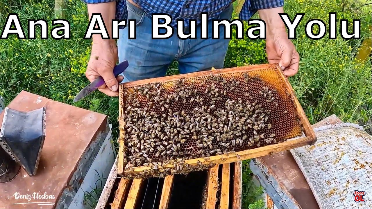 Ana Arı Nasıl Anlaşılır Ve Anayı Bulmanın Kolay Yolu/ Arıcılık