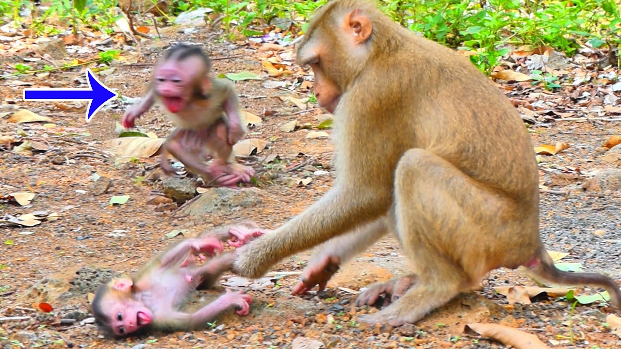 Adorable hybrid babies an-gry at mother who wants to leave them