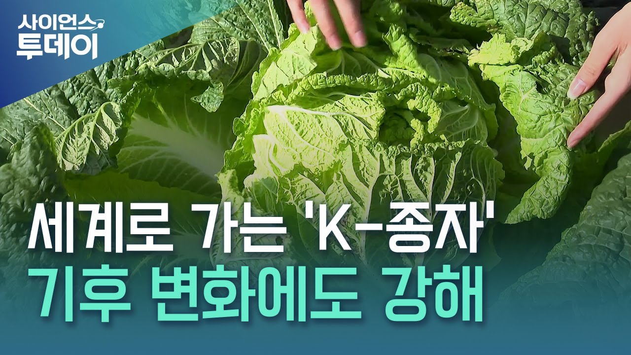 'K-종자' 세계로...기후 변화에도 강한 품종 한자리에 / YTN 사이언스