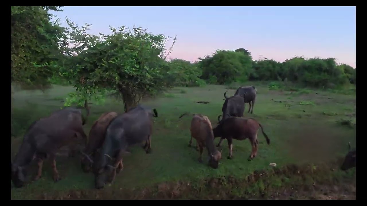 Yala Nationalpark in Sri Lanka
