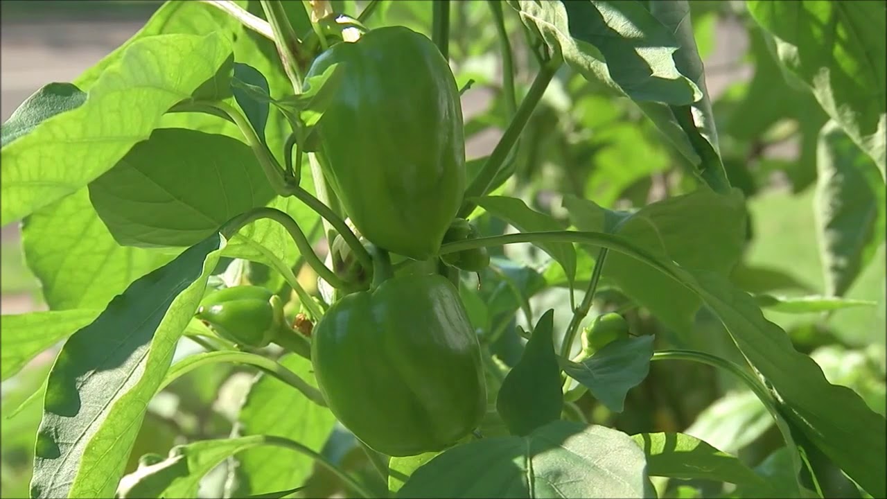 წიწაკა ღია გრუნტზე | მზა ჩითილი