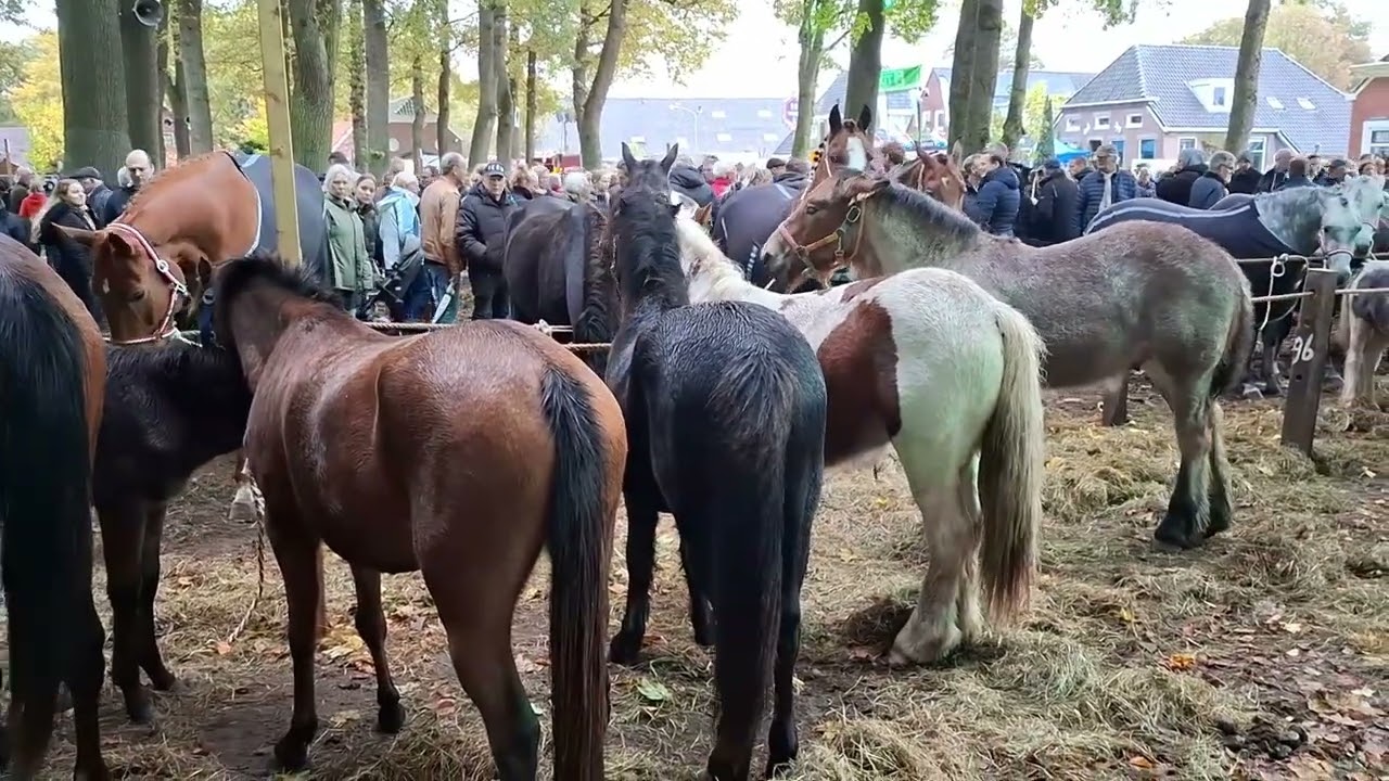 Zuidlaardermarkt 2025