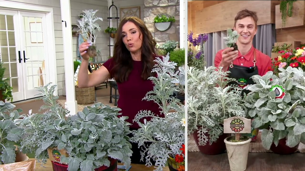 Roberta's 6-Piece Dusty Miller Annual Live Plants on QVC