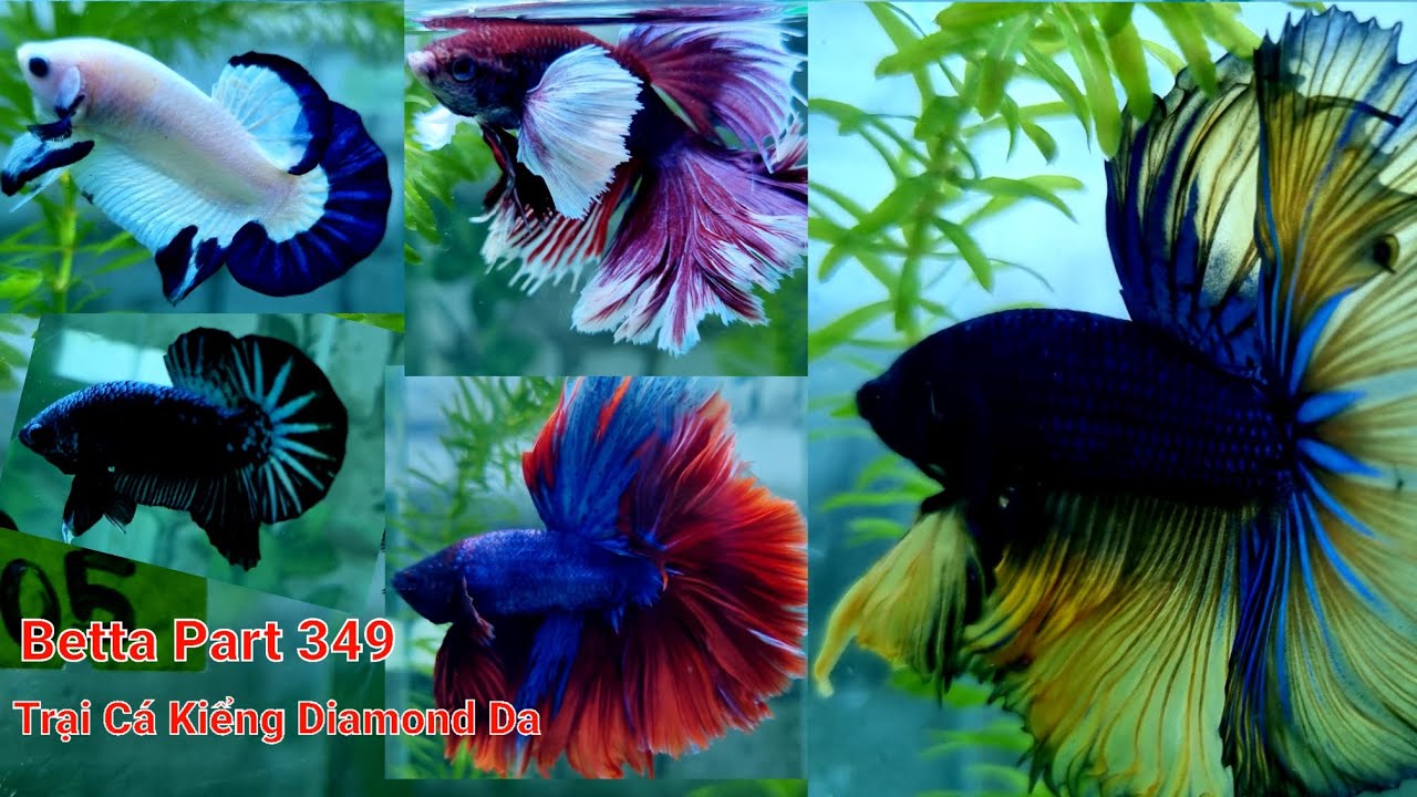Part 349 Betta Red Samurai Haflmoon, Cá betta nhiều màu sắc