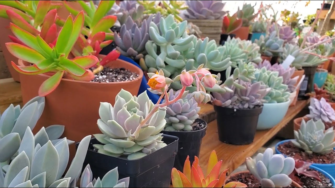10 Echeverias HERMOSAS!! 😍 | Nombres, tips y más | Suculentas hermosas para tu colección.